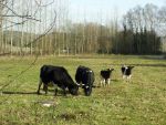 photo des vaches de la mini ferme